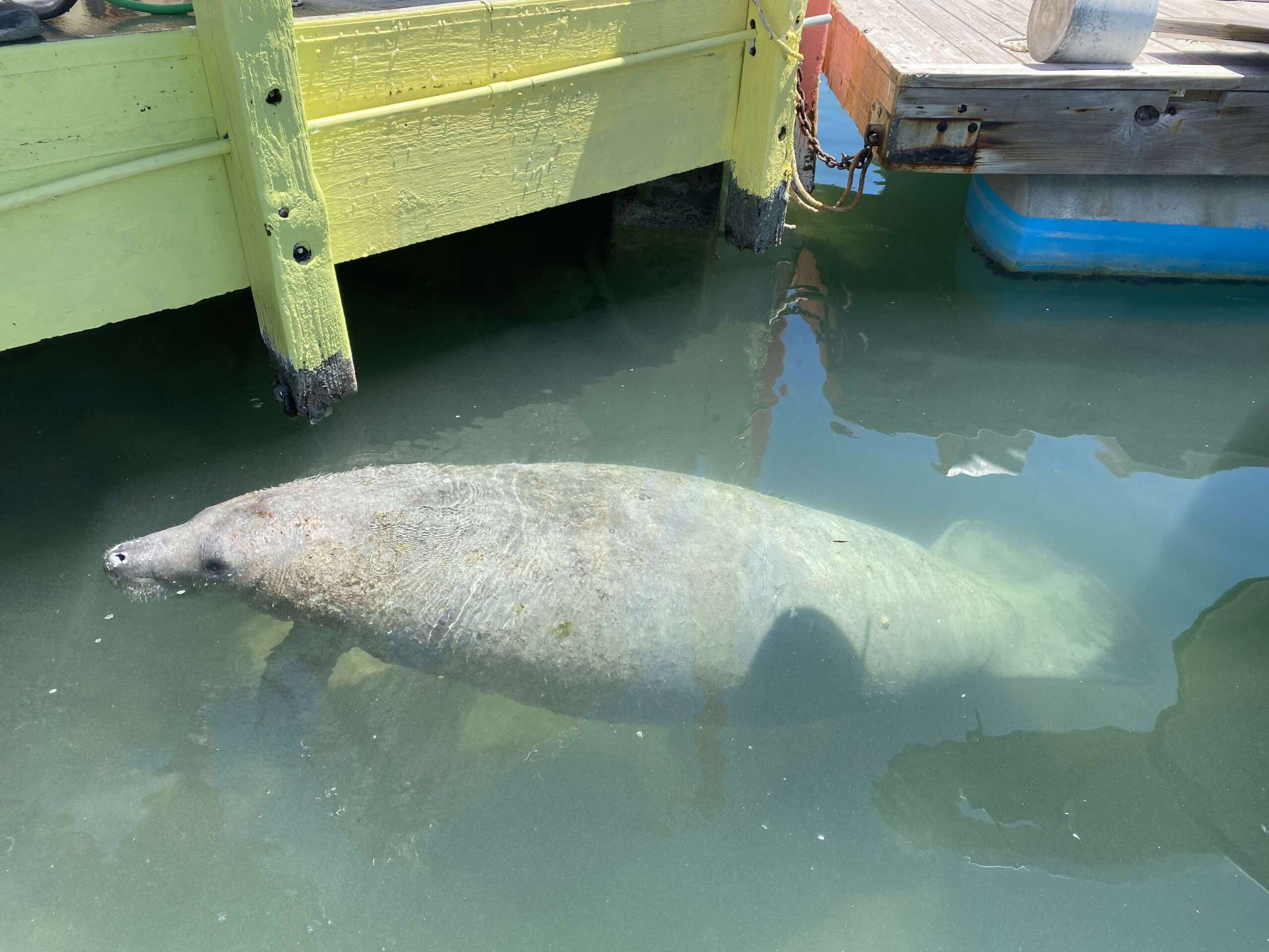 manatee sightings manatee sightings
