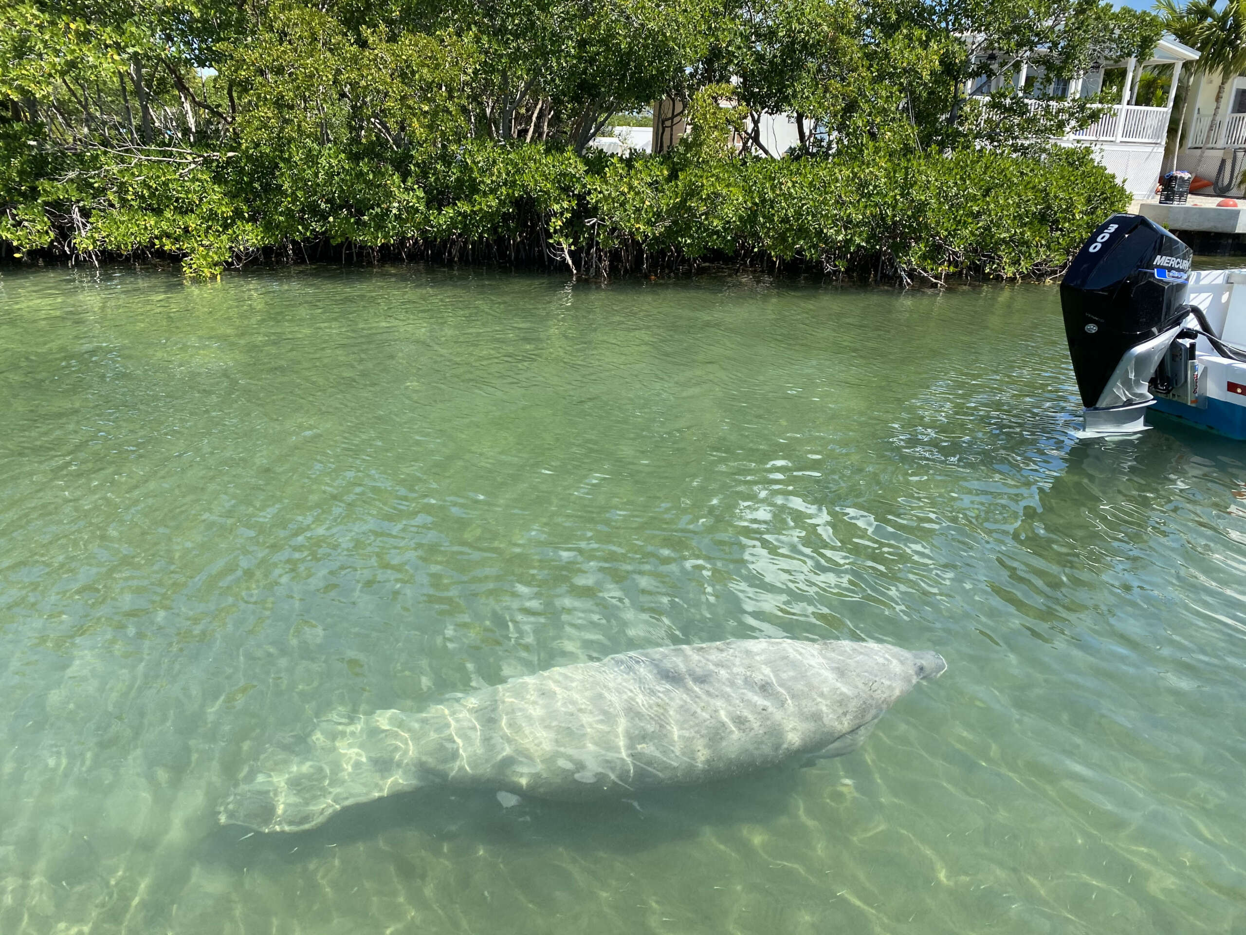 manatees key west manatees key west