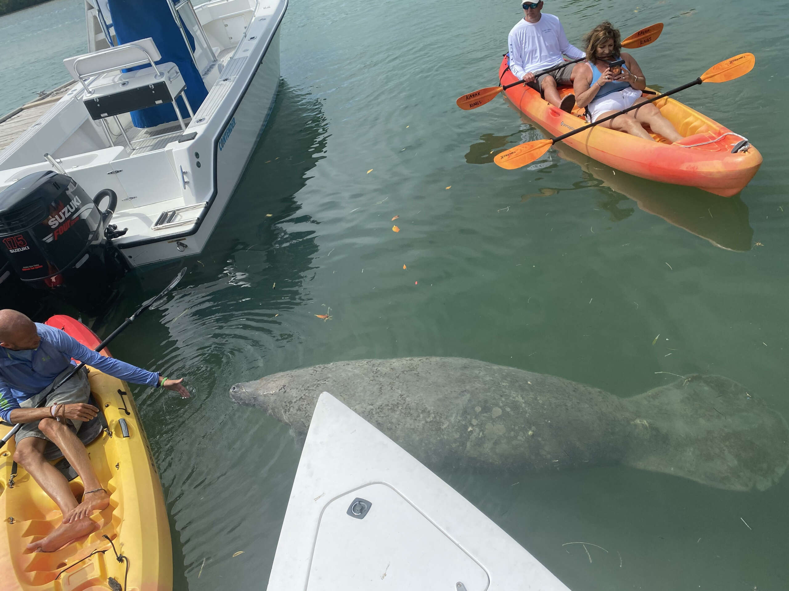 stock rock manatee key west stock rock manatee key west