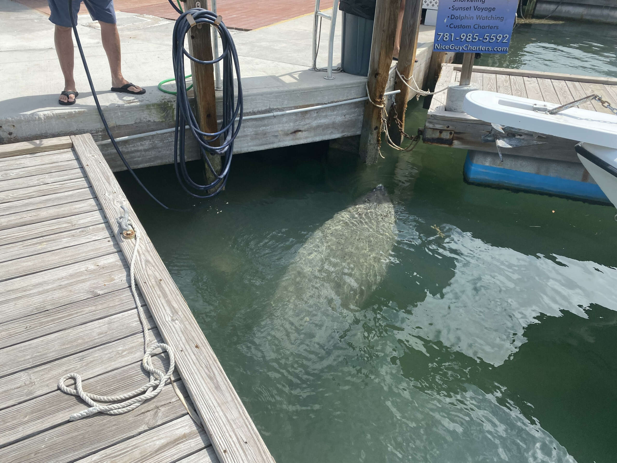 woody the manatee woody the manatee