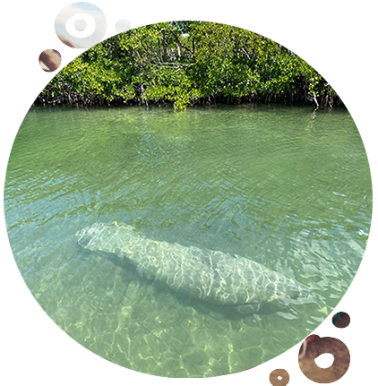 stock rock florida manatee key west