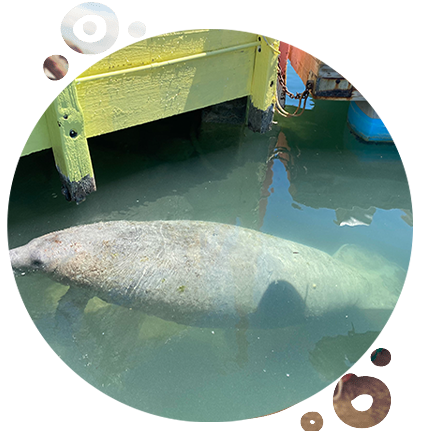 stock rock florida manatees key west